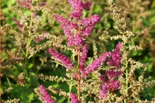 Astilbe japonica 'Younique Lilac'®