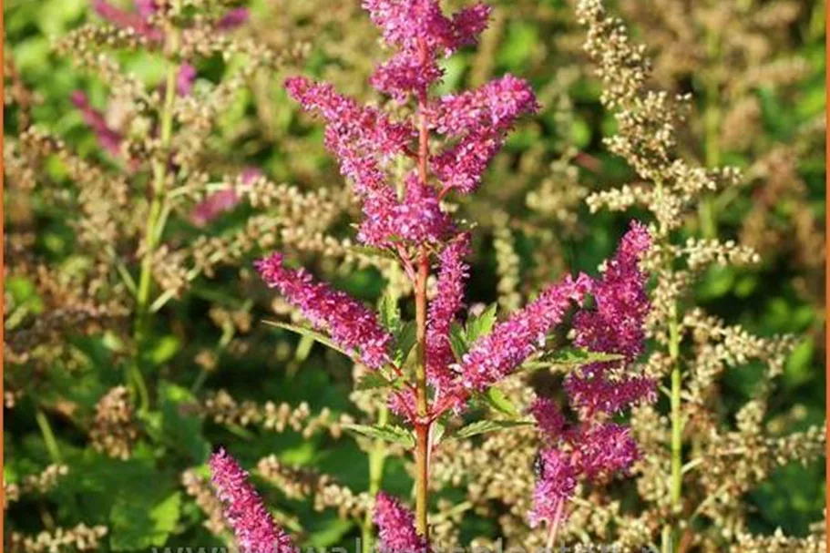 Astilbe japonica 'Younique Lilac'®