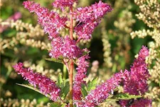 Astilbe japonica 'Younique Lilac'®