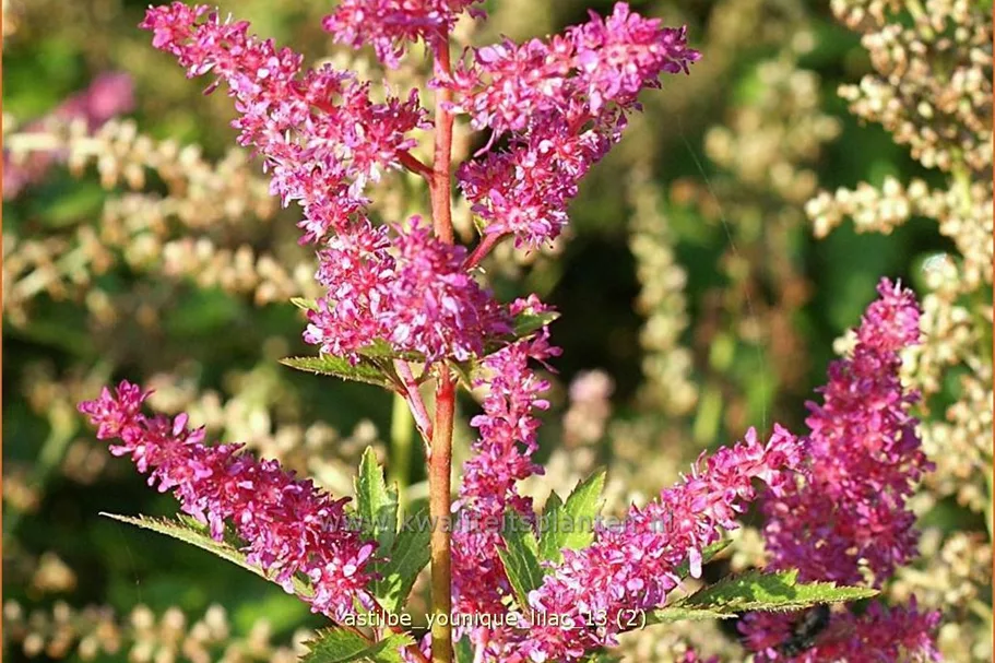 Astilbe japonica 'Younique Lilac'®