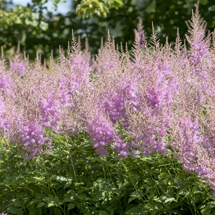 Astilbe japonica 'Younique Lilac'®
