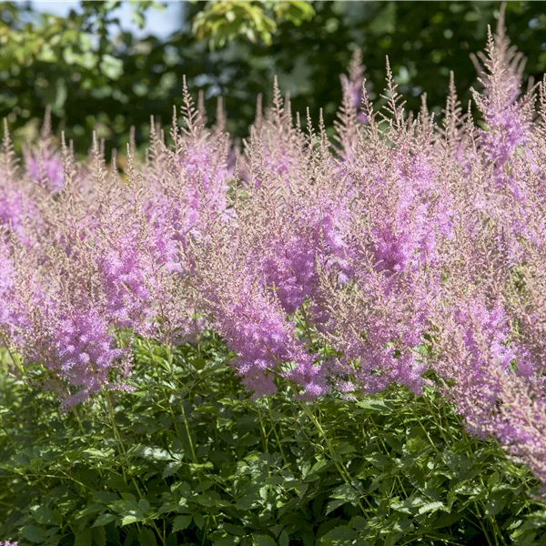 Astilbe japonica 'Younique Lilac'®