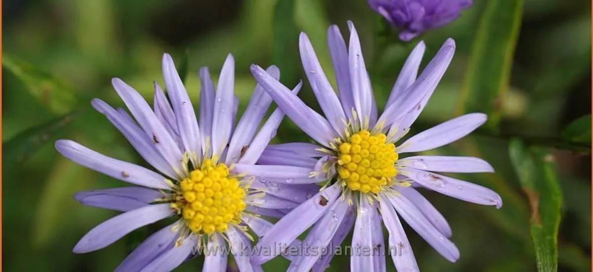 Aster turbinellus