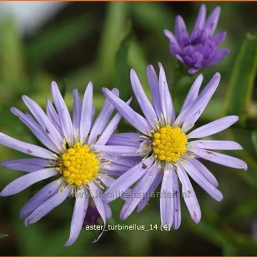 Aster turbinellus