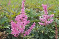 Astilbe japonica 'Younique Pink'®