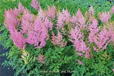 Astilbe japonica 'Younique Pink'®