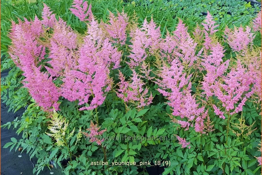 Astilbe japonica 'Younique Pink'®