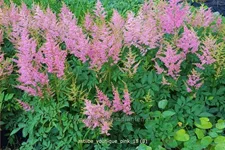 Astilbe japonica 'Younique Pink'®