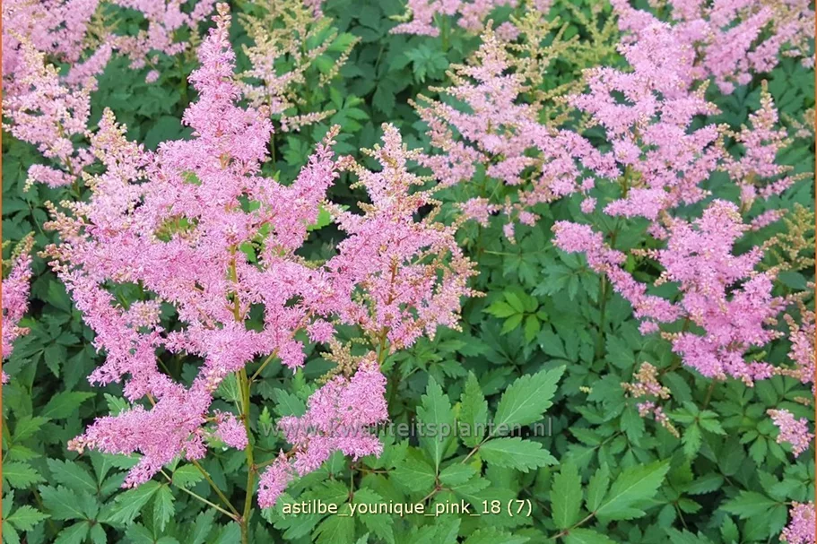 Astilbe japonica 'Younique Pink'®