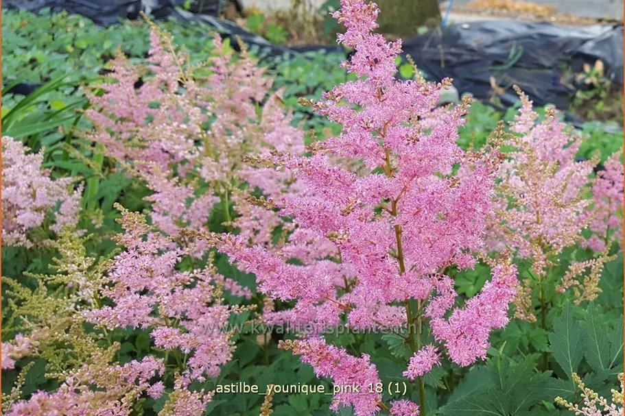 Astilbe japonica 'Younique Pink'®