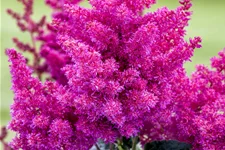 Astilbe japonica 'Younique Pink'®