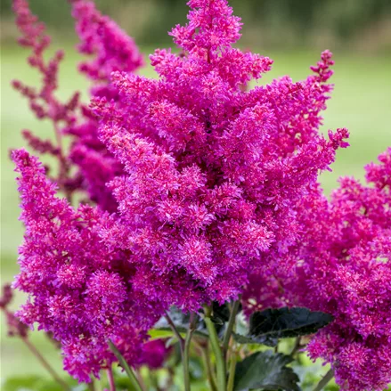 Astilbe japonica 'Younique Pink'®