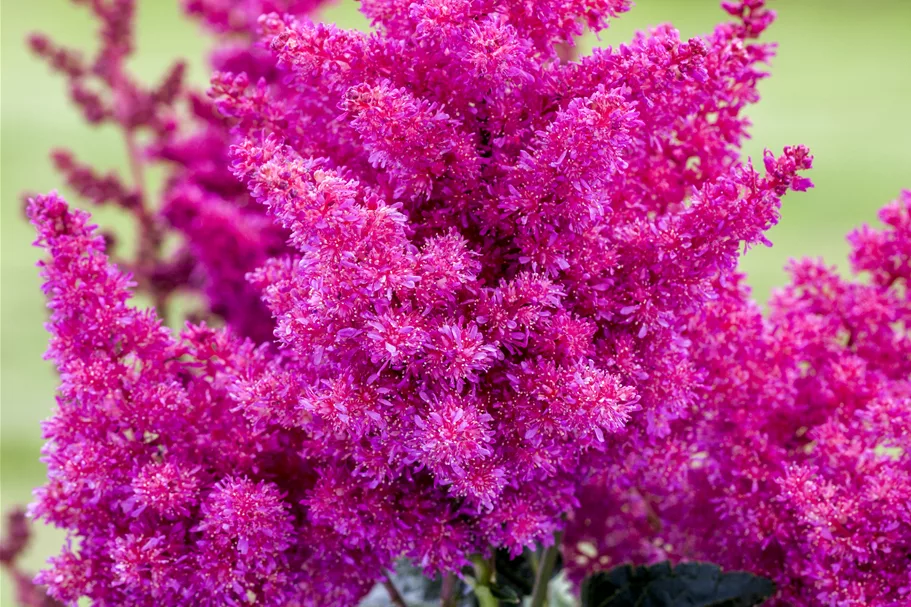 Astilbe japonica 'Younique Pink'®