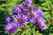 Aster novae-angliae 'Purple Dome'