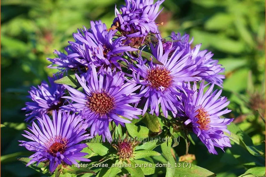 Aster novae-angliae 'Purple Dome'