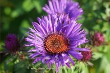 Aster novae-angliae 'Purple Dome'