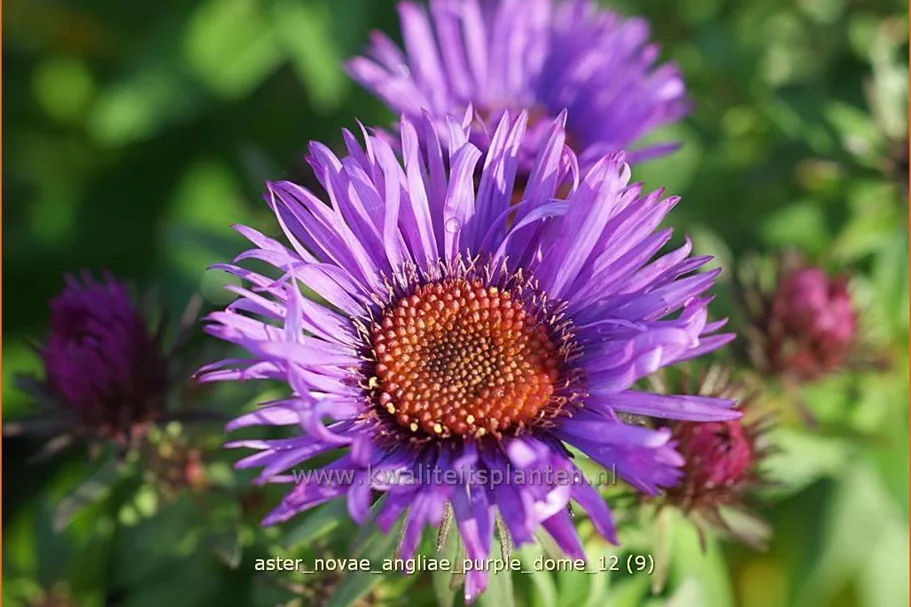 Aster novae-angliae 'Purple Dome'