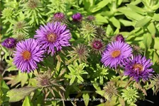 Aster novae-angliae 'Purple Dome'