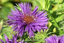 Aster novae-angliae 'Purple Dome'