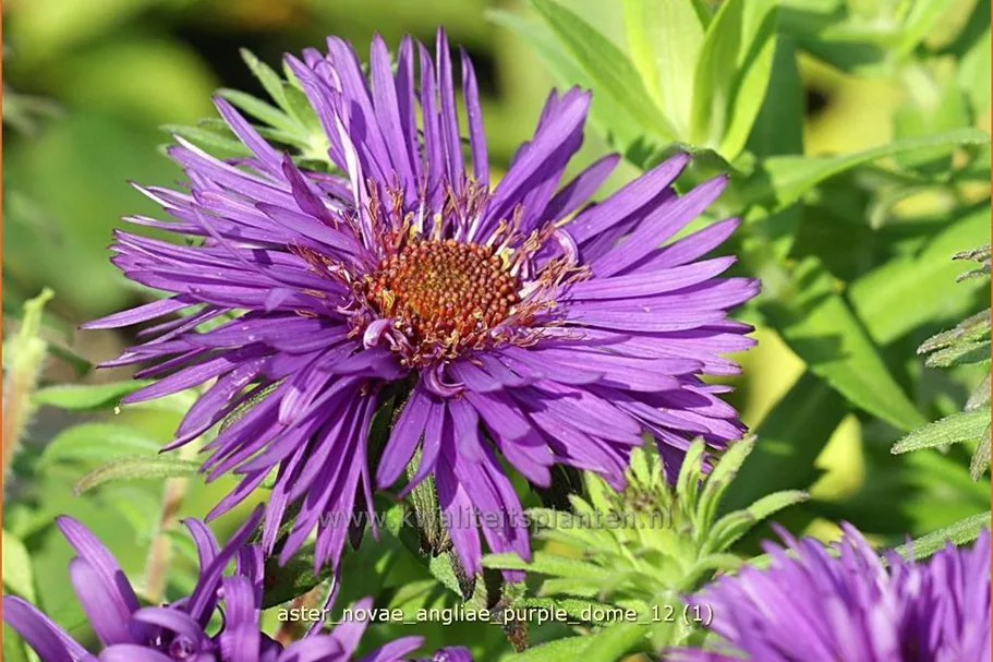 Aster novae-angliae 'Purple Dome'