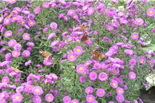 Aster novae-angliae 'Purple Dome'