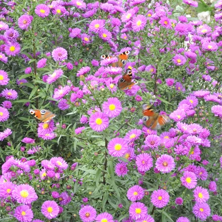 Aster novae-angliae 'Purple Dome'