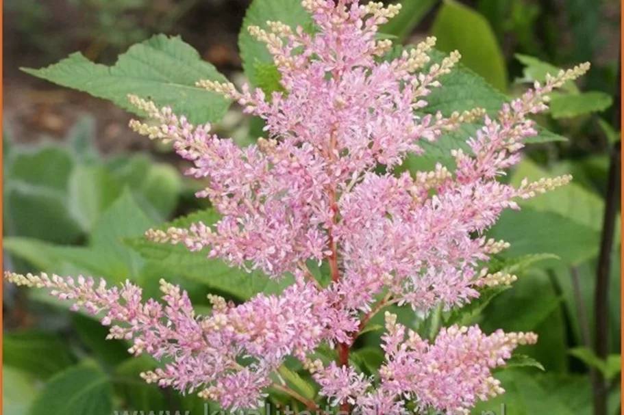 Astilbe japonica 'Younique Silvery Pink'®