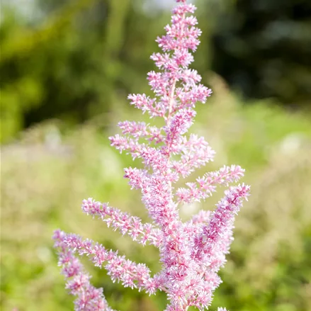 Astilbe japonica 'Younique Silvery Pink'®