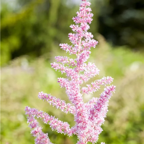 Astilbe japonica 'Younique Silvery Pink'®