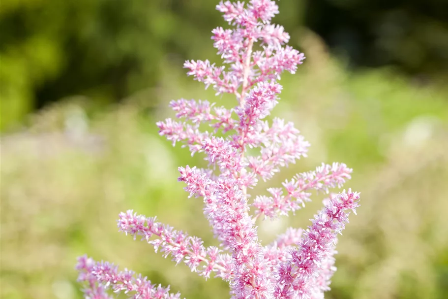 Astilbe japonica 'Younique Silvery Pink'®