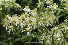 Aster umbellatus