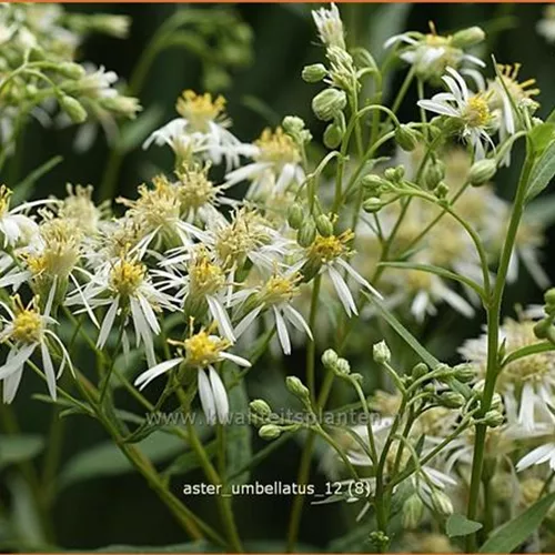 Aster umbellatus