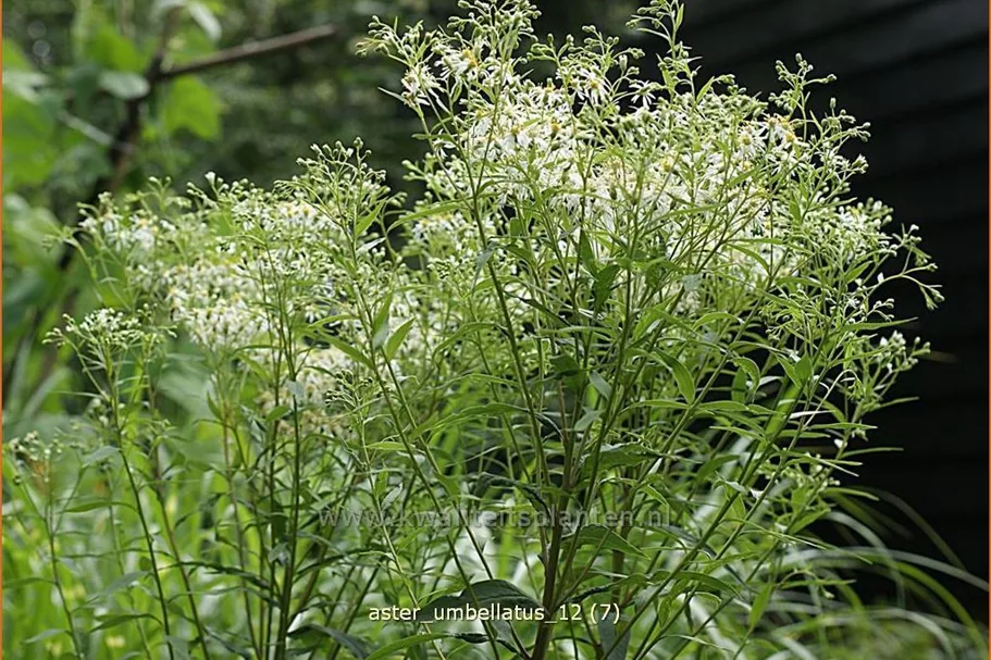 Aster umbellatus