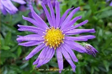 Aster dumosus 'Blauer Gletscher'