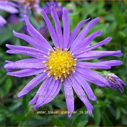 Aster dumosus 'Blauer Gletscher'