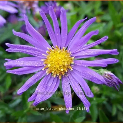 Aster dumosus 'Blauer Gletscher'