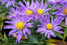 Aster dumosus 'Blauer Gletscher'