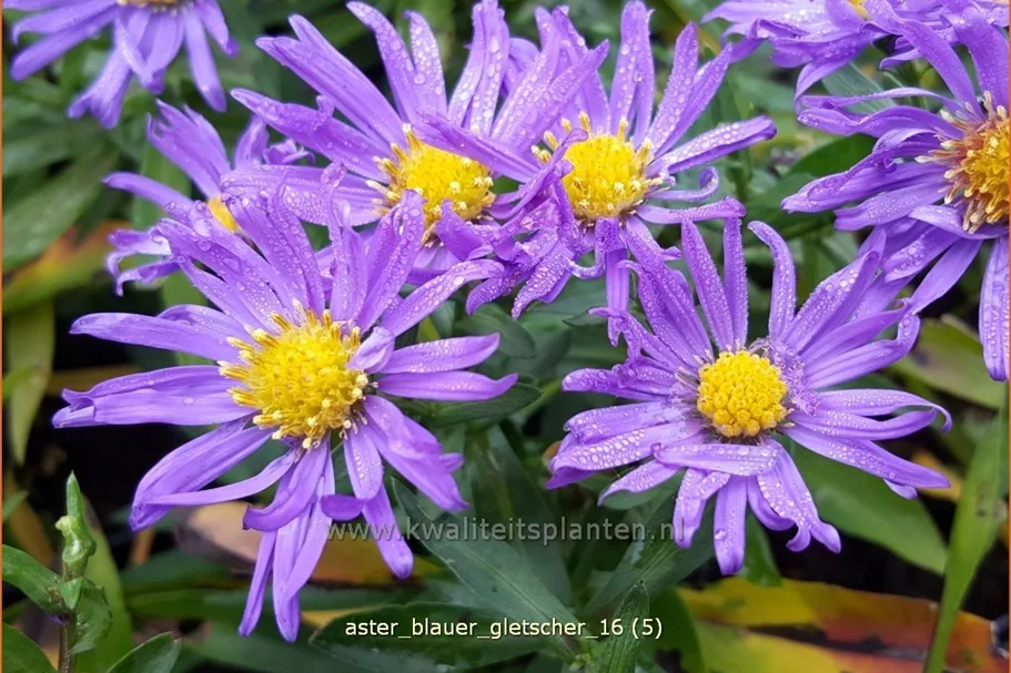 Aster dumosus 'Blauer Gletscher'