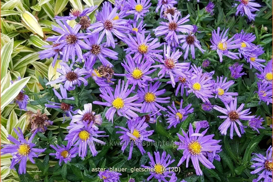 Aster dumosus 'Blauer Gletscher'