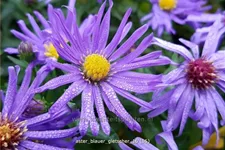 Aster dumosus 'Blauer Gletscher'