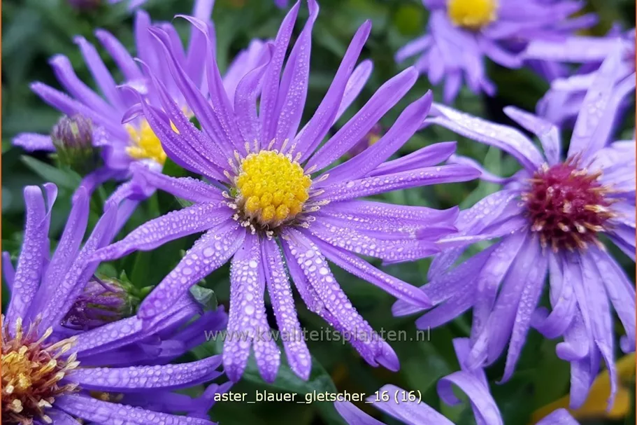 Aster dumosus 'Blauer Gletscher'