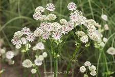 Astrantia major