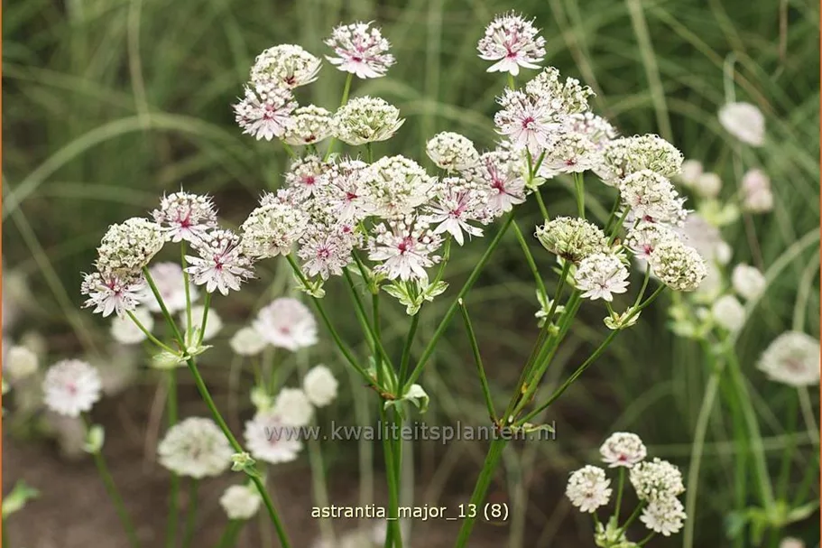 Astrantia major