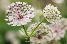 Astrantia major