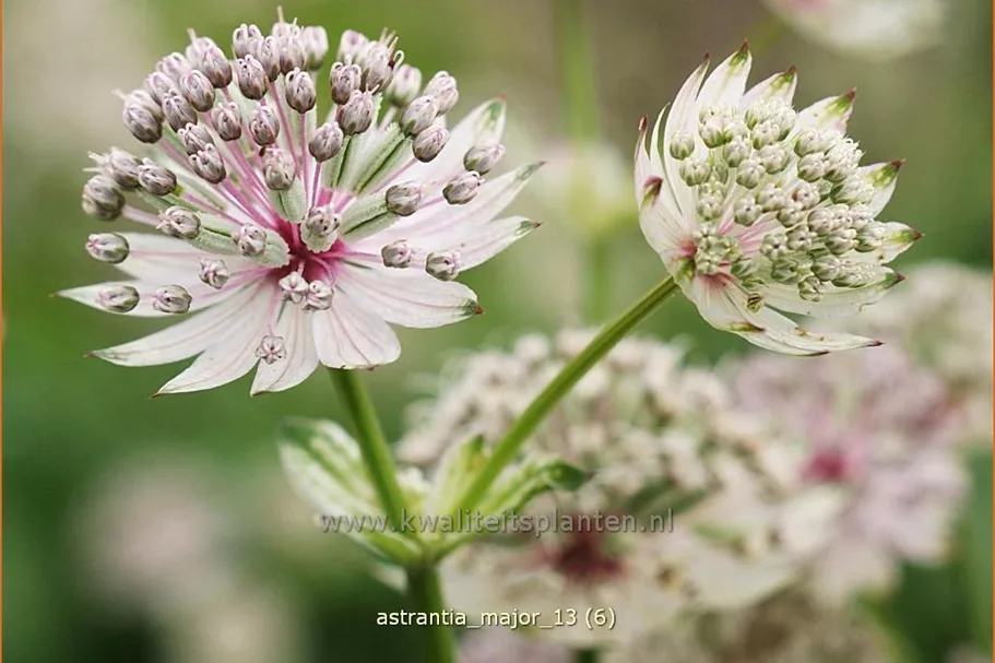 Astrantia major