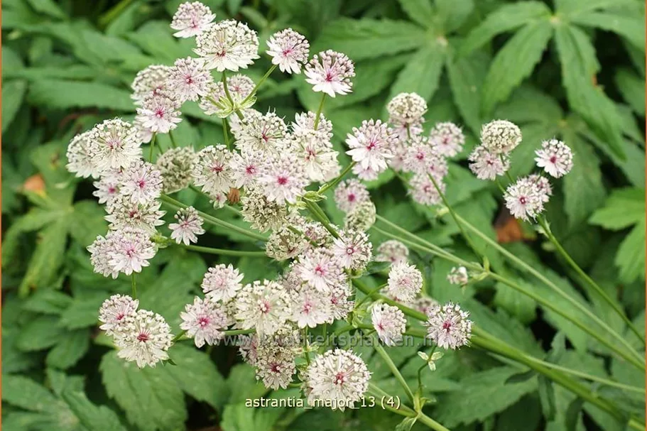 Astrantia major