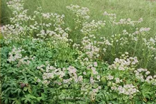 Astrantia major