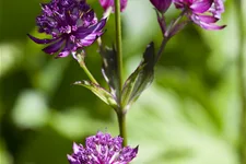 Astrantia major