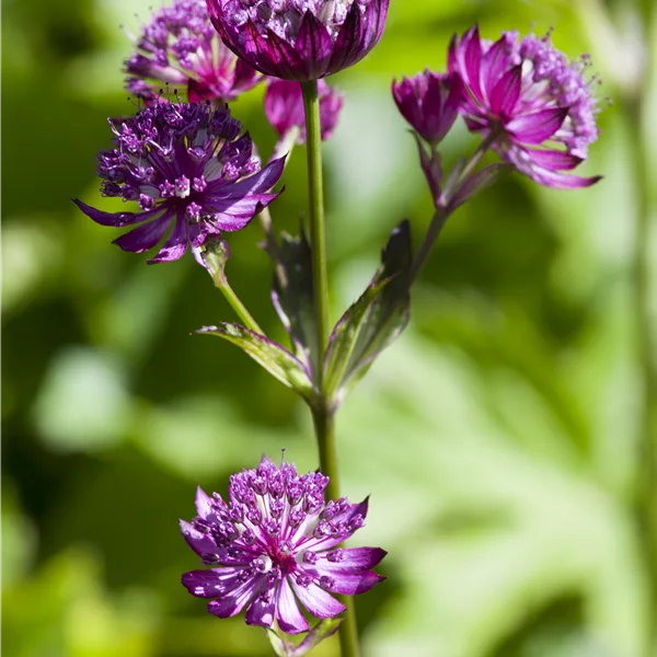 Astrantia major
