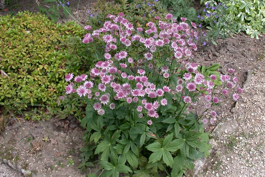 Astrantia major